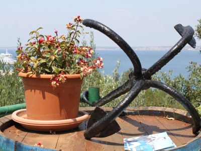 Apartment Two bedroom apartment with terrace and sea view Kali, Ugljan A-834-a in Kali - Apartment