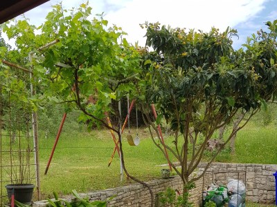 Apartment Two bedroom apartment with terrace and sea view Viganj, Pelješac A-13241-a - Outdoor photo 5