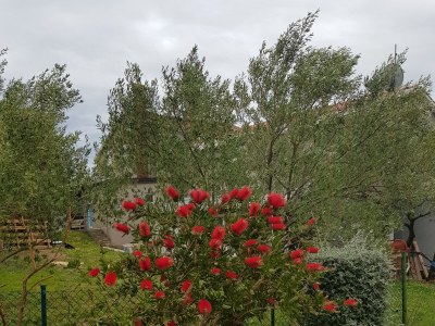 Apartment Two bedroom apartment with terrace and sea view Viganj, Pelješac A-13241-a - Outdoor photo 7