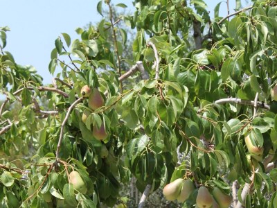 Apartment One bedroom apartment with terrace and sea view Kali, Ugljan A-834-b - Outdoor photo 12