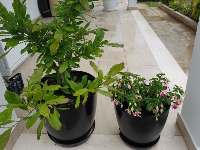 Apartment Two bedroom apartment with terrace and sea view Viganj, Pelješac A-13241-c - Outdoor photo 9