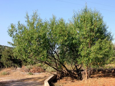 Apartment Two bedroom apartment with terrace Zaglav, Dugi otok A-878-a - Outdoor photo 6