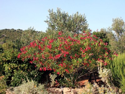 Apartment Two bedroom apartment with terrace Zaglav, Dugi otok A-878-a - Outdoor photo 7