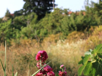 Apartment Two bedroom apartment with terrace Zaglav, Dugi otok A-878-a - Outdoor photo 10