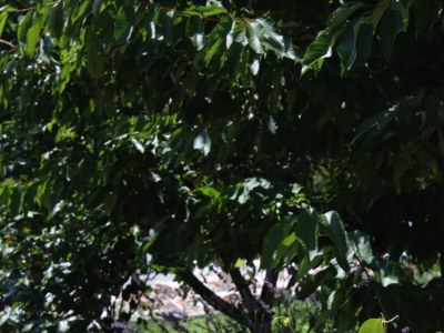 Apartment One bedroom apartment with terrace Murter A-5100-b - Outdoor photo 8