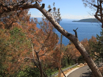 Apartment One bedroom apartment with terrace and sea view Brseč, Opatija A-2359-a - Outdoor photo 31