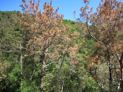 Apartment One bedroom apartment with terrace and sea view Brseč, Opatija A-2359-a - Outdoor photo 32