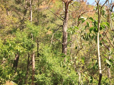 Apartment Studio flat with terrace Brseč, Opatija AS-2359-a - Outdoor photo 24