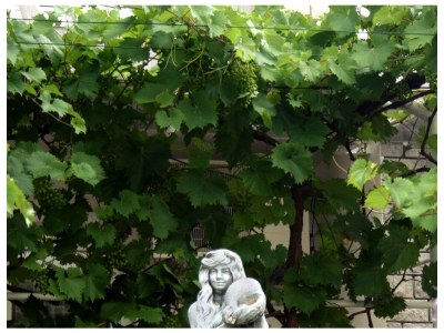 Apartment One bedroom apartment with terrace and sea view Crikvenica A-5553-b - Outdoor photo 4