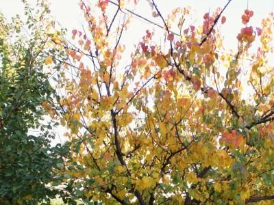 Apartment One bedroom apartment with terrace Zadar - Diklo, Zadar A-5875-a - Outdoor photo 6
