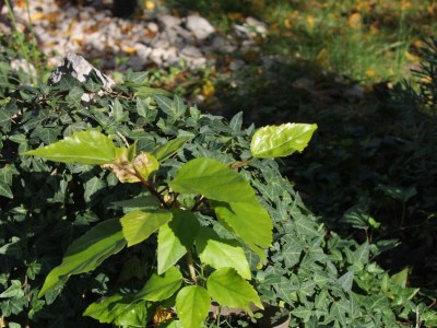 Apartment One bedroom apartment with terrace Zadar - Diklo, Zadar A-5875-a - Outdoor photo 9
