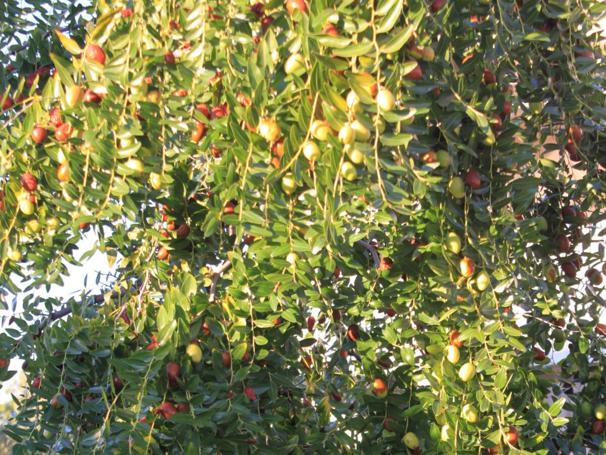 Apartment Two bedroom apartment with terrace Fažana A-7207-a - Outdoor photo 3