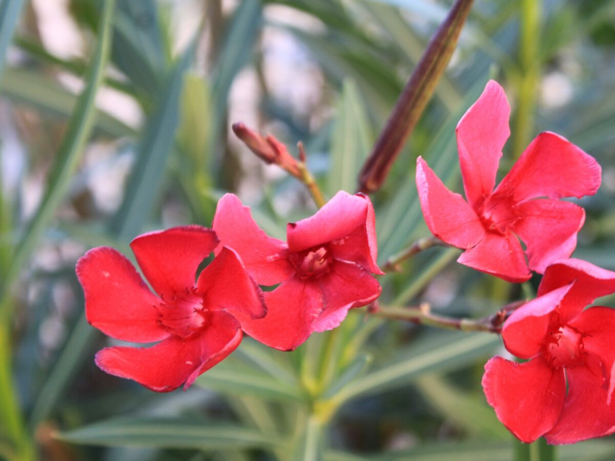 Apartment Two bedroom apartment with terrace Fažana A-7207-a - Outdoor photo 5