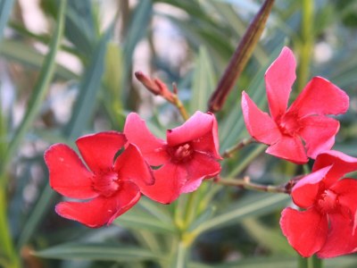 Apartment Two bedroom apartment with terrace Fažana A-7207-a - Outdoor photo 5