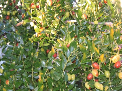 Apartment One bedroom apartment with terrace Fažana A-7207-b - Outdoor photo 4