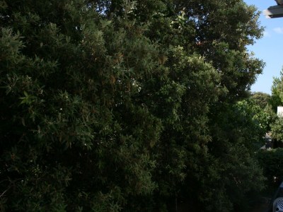 Apartment One bedroom apartment with terrace Mandre, Pag A-6405-f - Outdoor photo 17