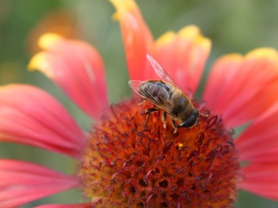 Apartment Studio flat with balcony and sea view Podaca, Makarska AS-6745-b - Outdoor photo 10