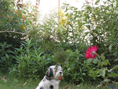 Apartment Studio flat with balcony and sea view Podaca, Makarska AS-6745-e - Outdoor photo 7