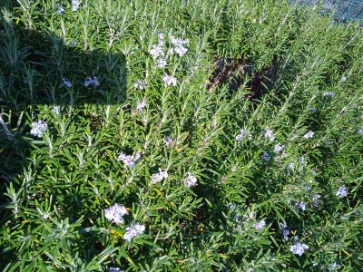 Apartment Two bedroom apartment with terrace Pirovac, Šibenik A-15320-b - Outdoor photo 11