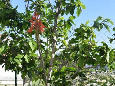 Apartment Comfortable and spacious apartment with terrace Rab A-12383-a - Outdoor photo 9