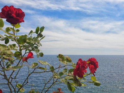 Apartment One bedroom apartment near beach Dingač - Potočine, Pelješac A-10433-a - Outdoor photo 7