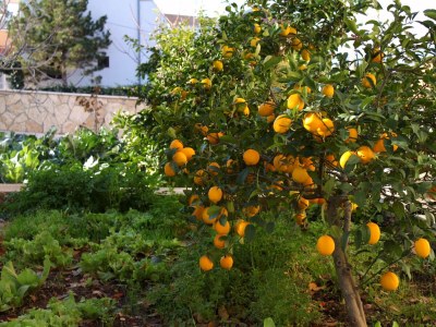 Apartment Studio flat near beach Slatine, Čiovo AS-10435-a - Outdoor photo 8