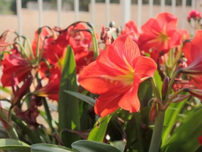 Apartment Two bedroom apartment with terrace Orebić, Pelješac A-10440-a - Outdoor photo 10