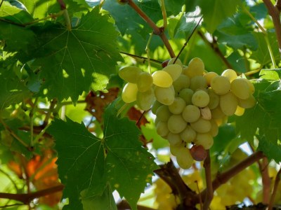 Apartment Two bedroom apartment with terrace and sea view Postira, Brač A-11168-a - Outdoor photo 7