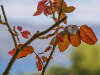 Apartment Two bedroom apartment with terrace and sea view Postira, Brač A-11168-a - Outdoor photo 8