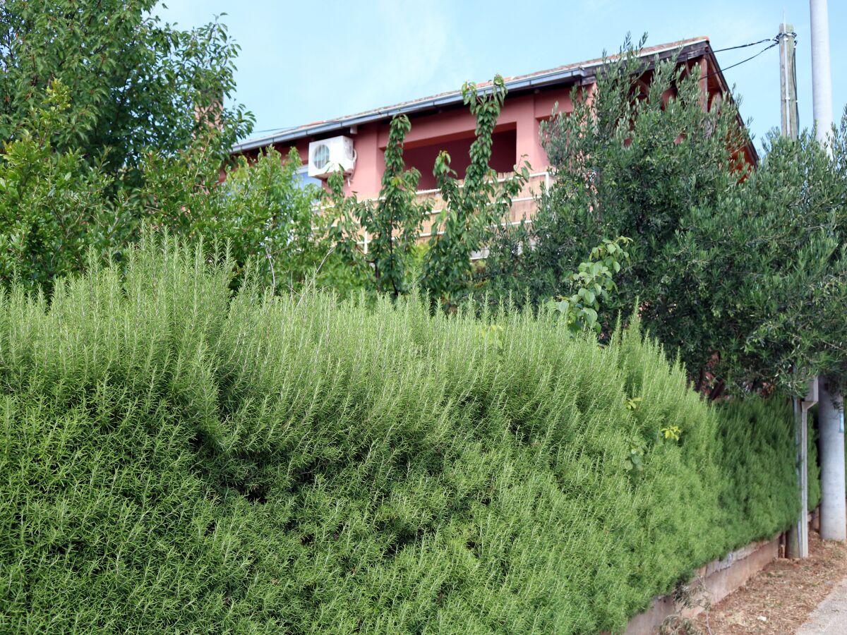 Apartment One bedroom apartment with terrace Gornji Karin, Novigrad A-11806-a - Outdoor photo 2