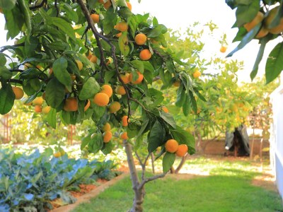 Apartment Two bedroom apartment with terrace Poljica, Trogir A-5199-b - Outdoor photo 8