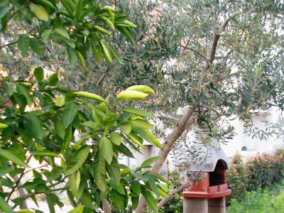 Apartment Comfortable and spacious apartment with terrace Kaštel Štafilić, Kaštela A-5219-a - Outdoor photo 6