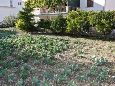 Apartment Comfortable and spacious apartment with terrace Kaštel Štafilić, Kaštela A-5219-a - Outdoor photo 7