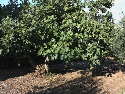 Apartment Comfortable and spacious apartment with terrace Kaštel Štafilić, Kaštela A-5219-a - Outdoor photo 8