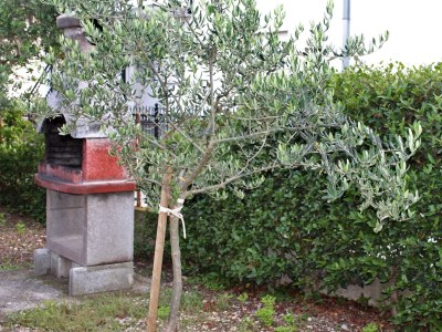 Apartment Comfortable and spacious apartment with terrace Kaštel Štafilić, Kaštela A-5219-a - Outdoor photo 10