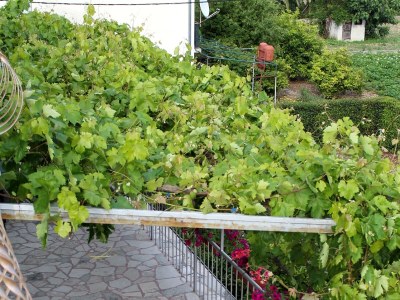 Apartment Comfortable and spacious apartment with terrace Kaštel Štafilić, Kaštela A-5219-a - Outdoor photo 51