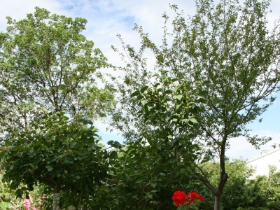 Apartment One bedroom apartment with balcony and sea view Novi Vinodolski A-5514-a - Outdoor photo 3