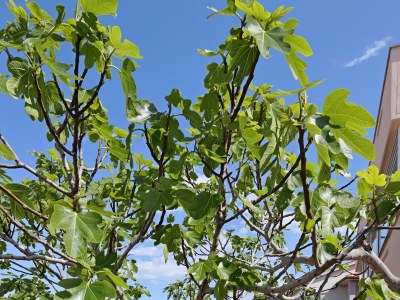 Apartment One bedroom apartment with terrace and sea view Vrbnik, Krk A-5299-a - Outdoor photo 12