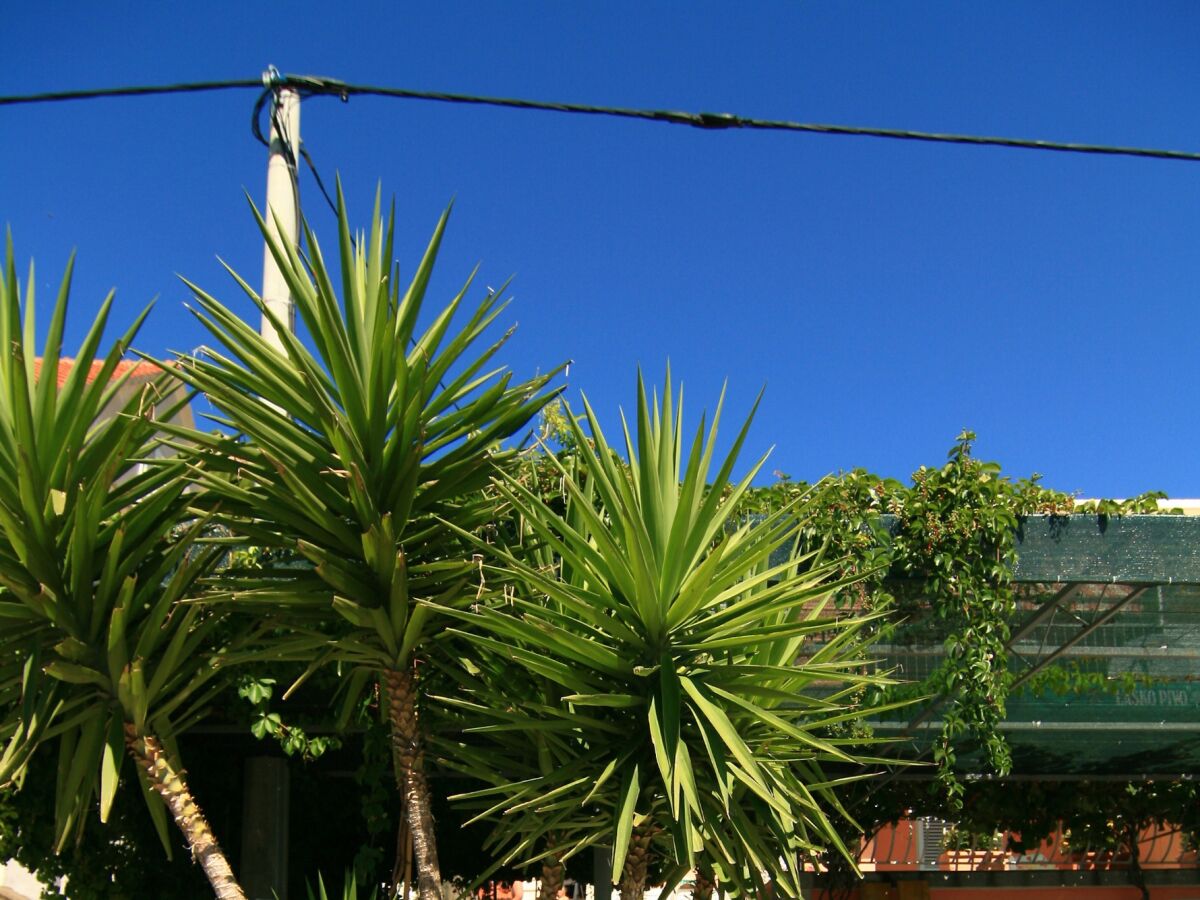 Apartment One bedroom apartment near beach Duće, Omiš A-5275-c - Outdoor photo 5