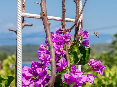 Apartment Studio flat with terrace and sea view Njivice, Krk AS-5325-a - Outdoor photo 12