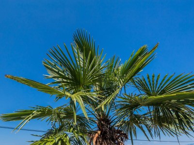 Apartment Studio flat with terrace and sea view Njivice, Krk AS-5325-a - Outdoor photo 13