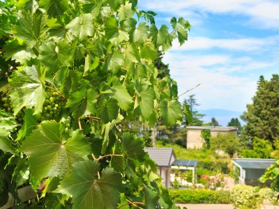 Apartment Two bedroom apartment with terrace and sea view Malinska, Krk A-5290-a - Outdoor photo 25