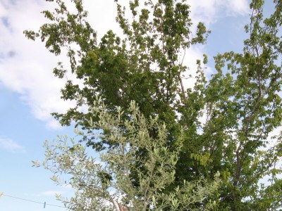 Holiday room with air-conditioning Njivice, Krk S-5362-a - Outdoor photo 6