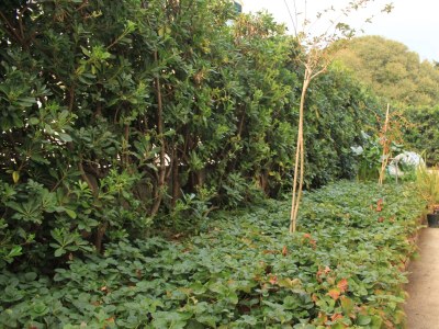 Apartment Studio flat with terrace Dubrovnik AS-8593-b - Outdoor photo 11