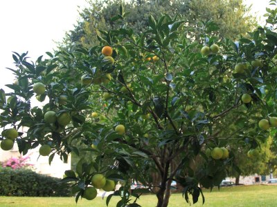 Apartment Studio flat with terrace Dubrovnik AS-8593-b - Outdoor photo 25