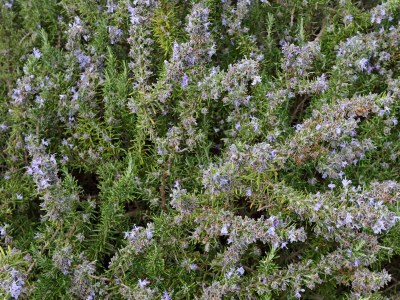 Apartment One bedroom apartment with balcony and sea view Punat, Krk A-5410-b - Outdoor photo 12