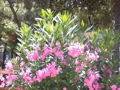 Apartment Apartments for families with children Mandre, Pag - 12125 - Apartments for families with children Mandre, Pag - 12125 - Outdoor photo 6