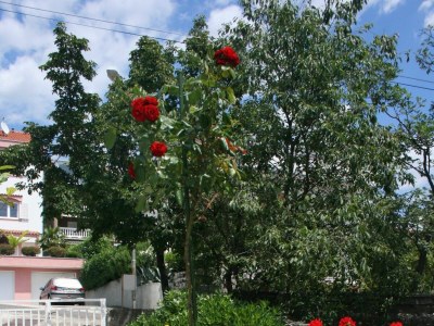 Apartment Apartments with parking space Dramalj, Crikvenica - 5534 - Apartments with parking space Dramalj, Crikvenica - 5534 - Outdoor photo 10