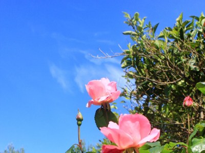 Apartment Two bedroom apartment near beach Lumbarda, Korčula A-4440-c - Outdoor photo 11