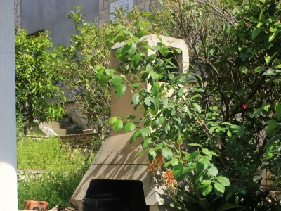 Apartment Two bedroom apartment near beach Lumbarda, Korčula A-4440-c - Outdoor photo 14